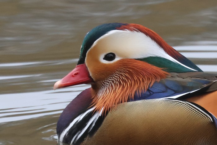 Mandarin