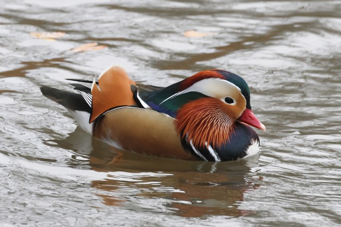 Mandarin