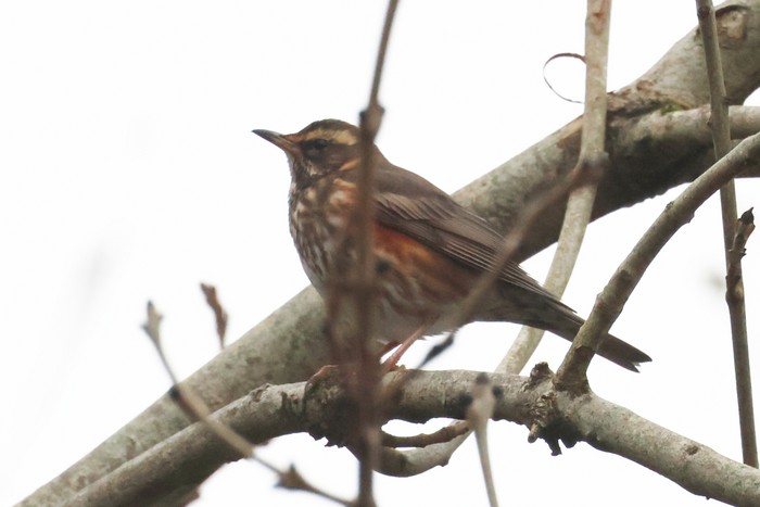 Redwing