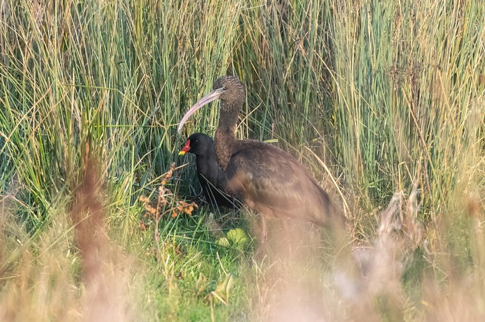 Glossy Ibis