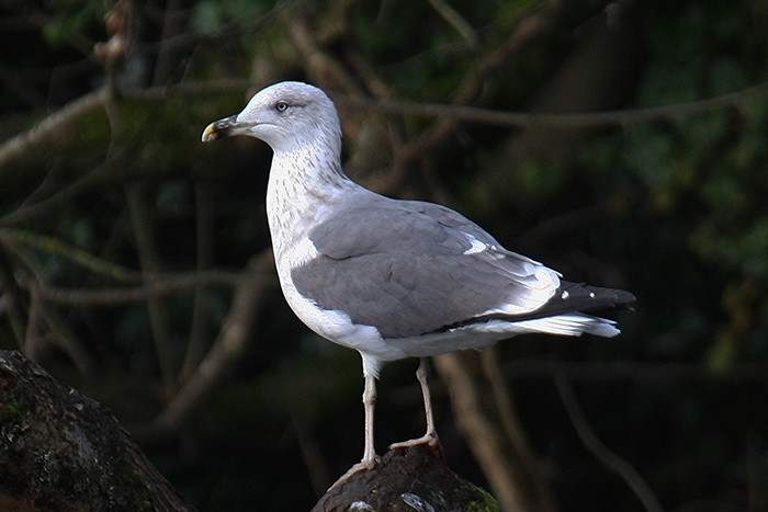 Lesser Black-backed Gull