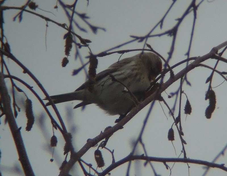 Coues's Arctic Redpoll