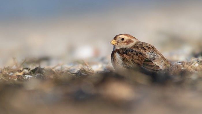 Snow Bunting