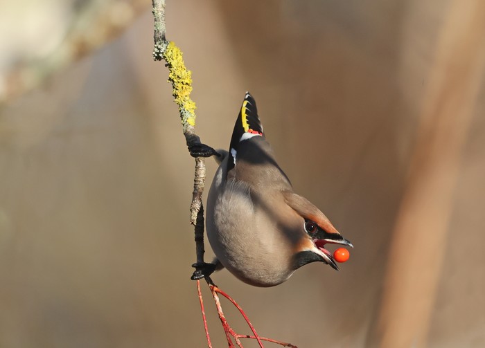 Waxwing
