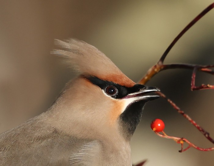 Waxwing