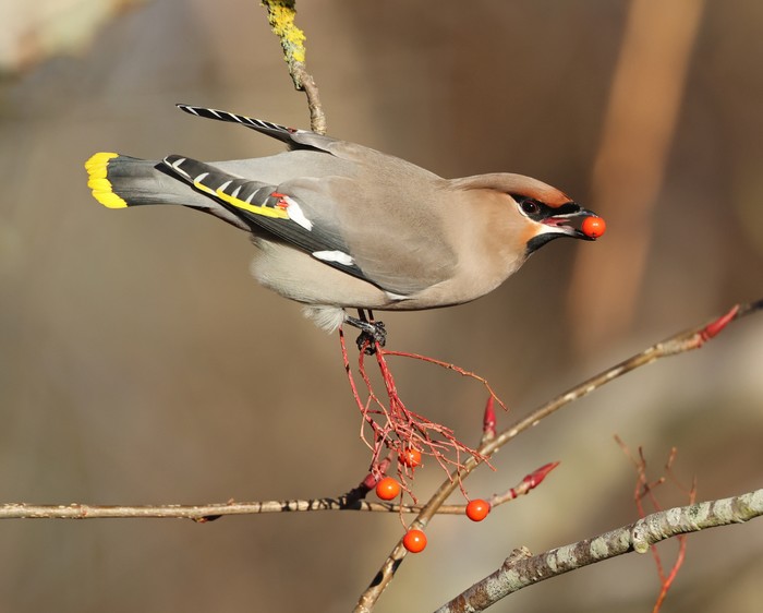 Waxwing