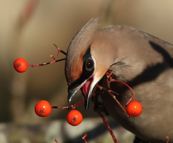 Waxwing