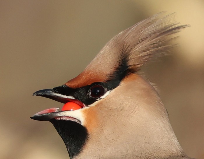 Waxwing