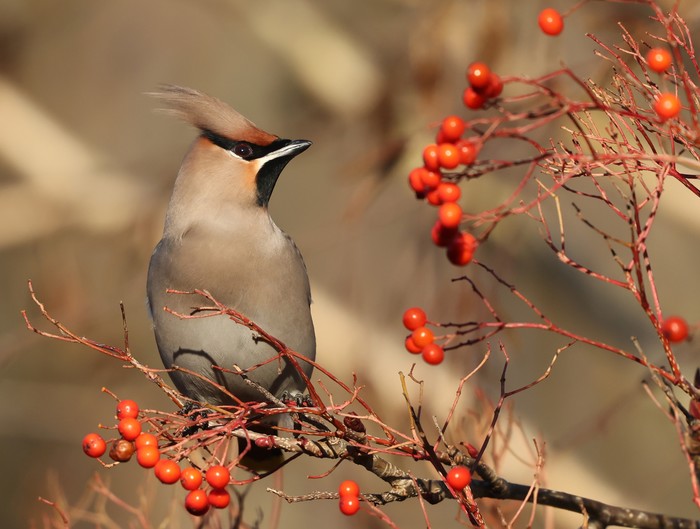 Waxwing