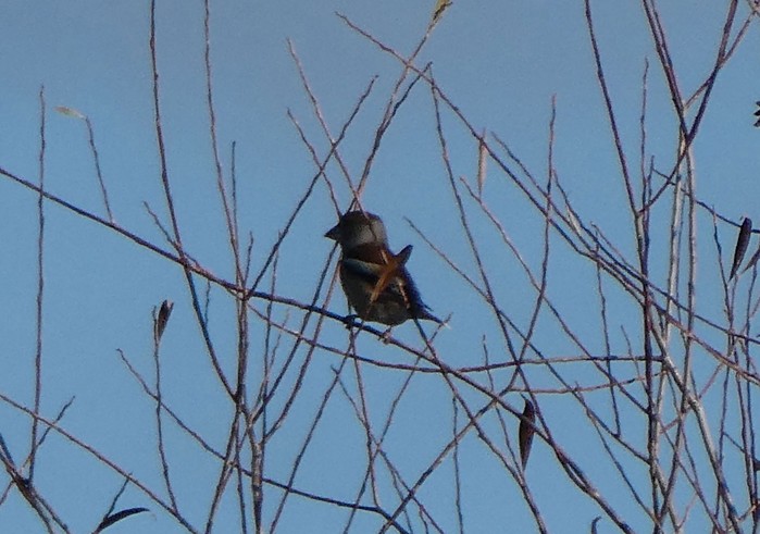 Hawfinch