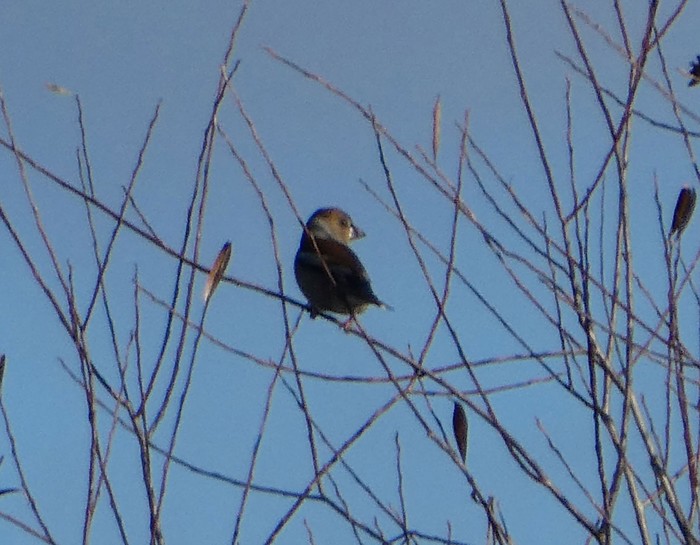 Hawfinch