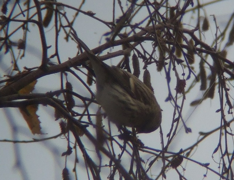 Coues's Arctic Redpoll