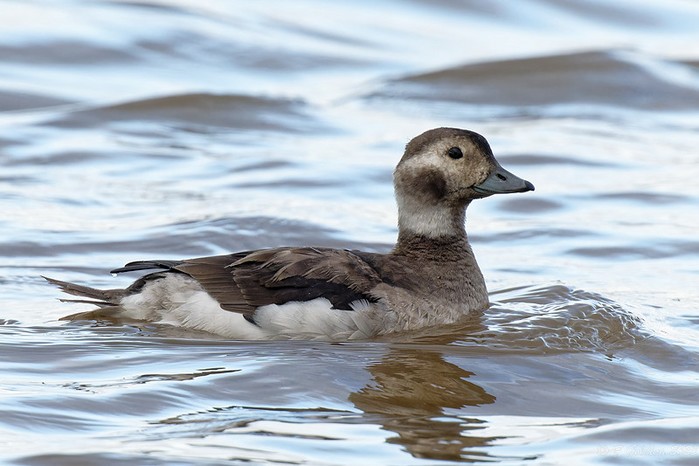 Long-tailed Duck