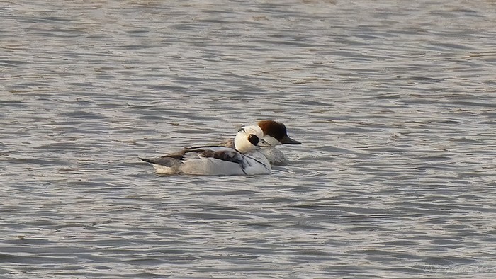 Smew