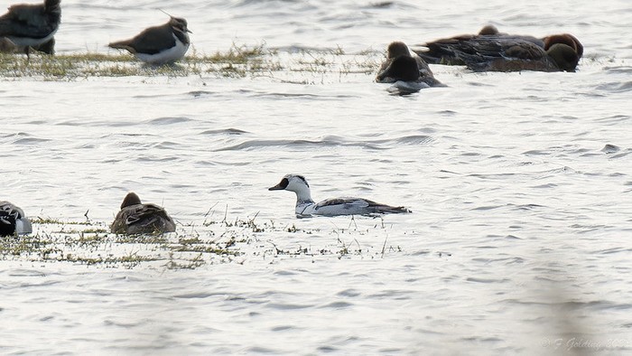 Smew