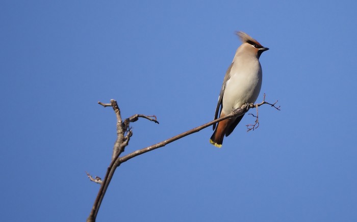 Waxwing