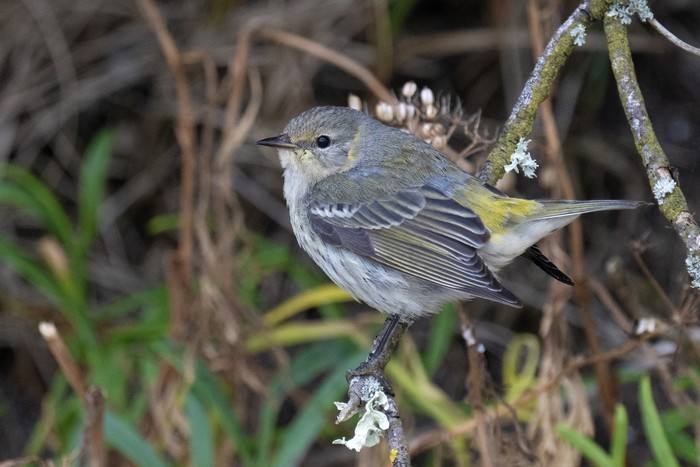Cape May Warbler