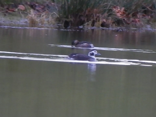 Long-tailed Duck