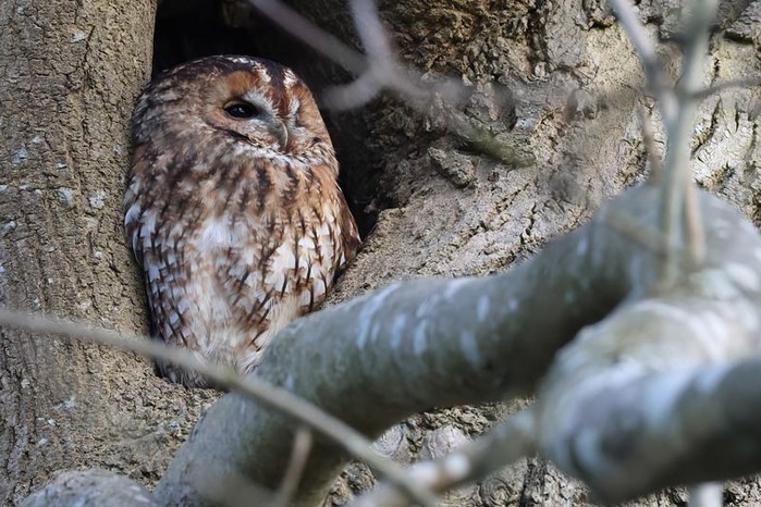 Tawny Owl