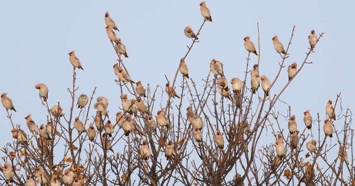 Waxwing