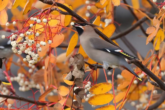 Waxwing