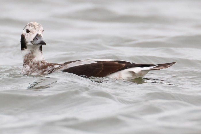 Long-tailed Duck
