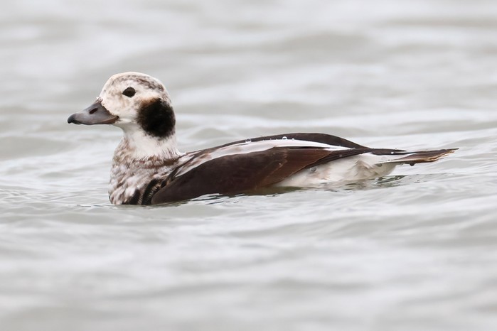 Long-tailed Duck