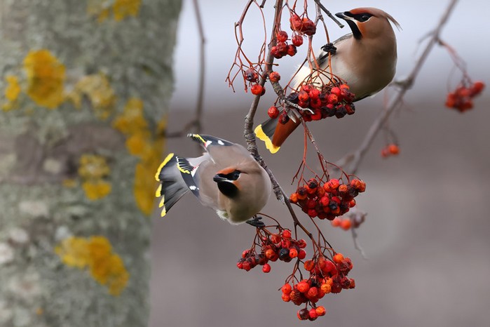 Waxwing
