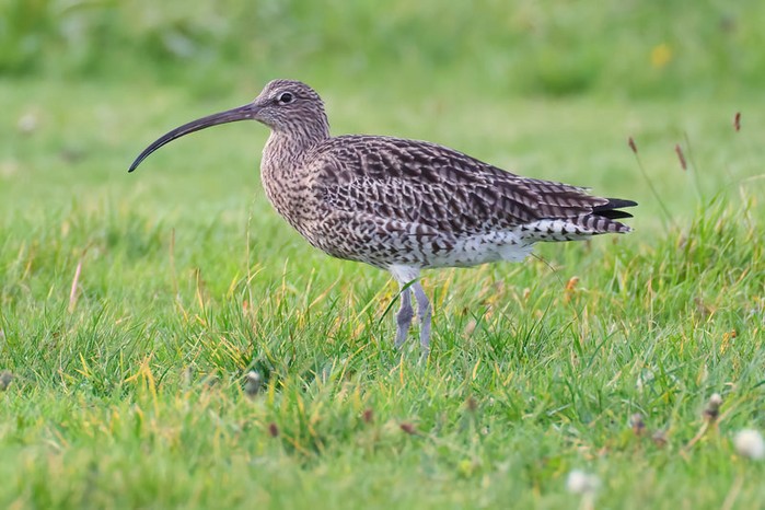 Curlew