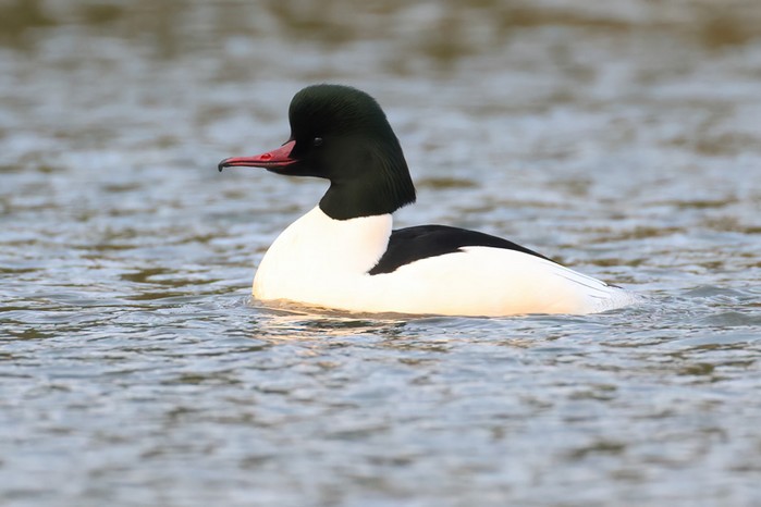 Goosander