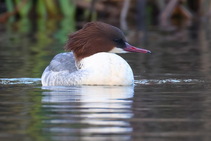 Goosander