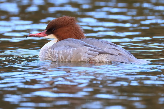 Goosander