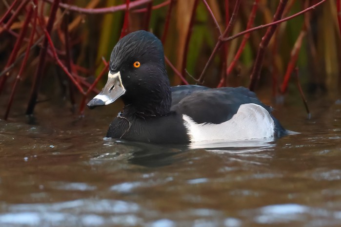 Ring-necked Duck