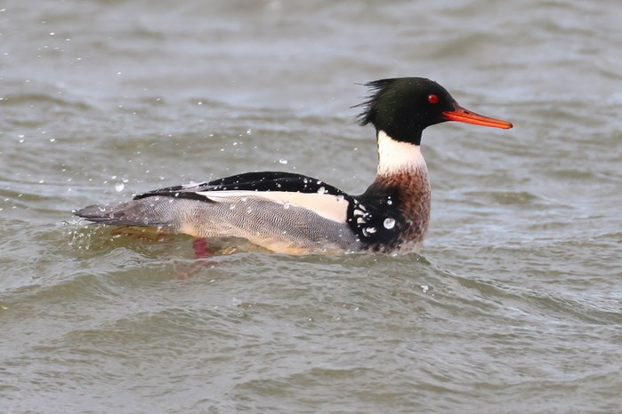 Red-breasted Merganser