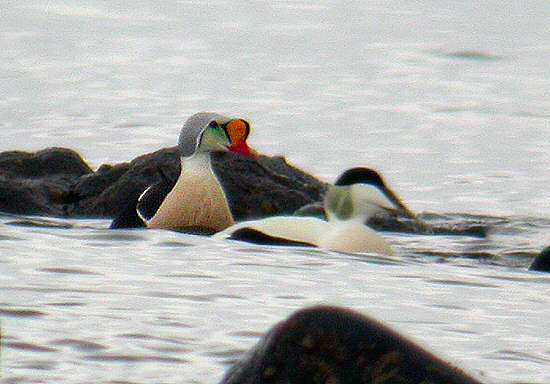 King Eider