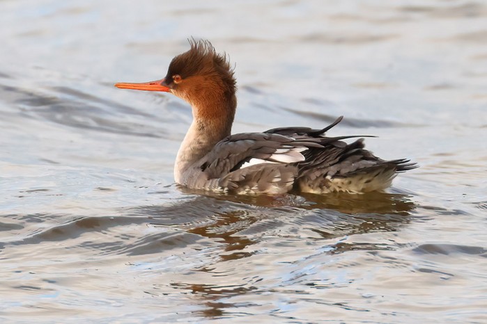 Red-breasted Merganser