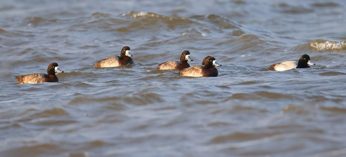 Scaup