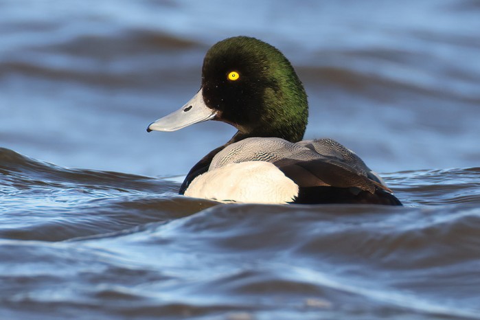 Scaup