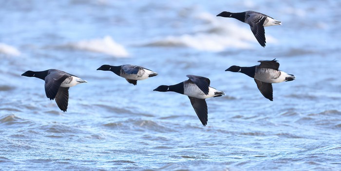 Brent Goose