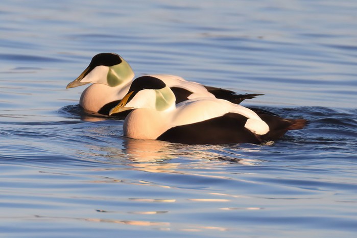 Eider