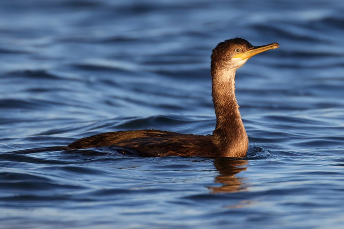 Shag