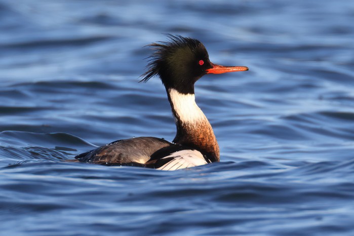 Red-breasted Merganser