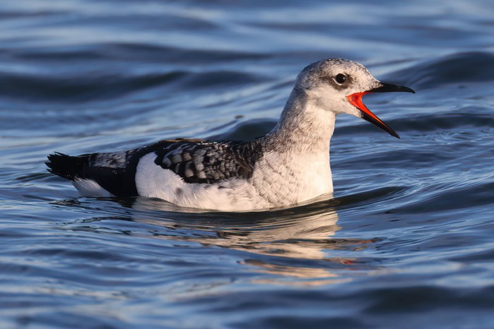 Black Guillemot