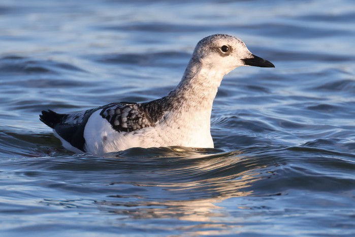 Black Guillemot