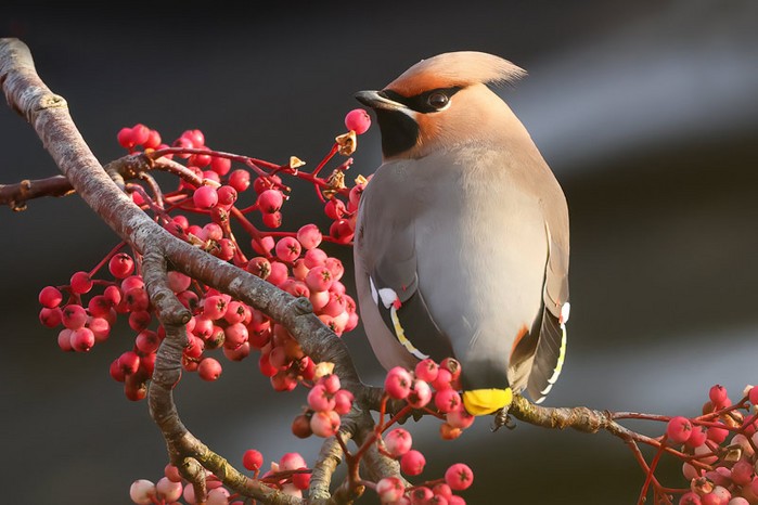 Waxwing