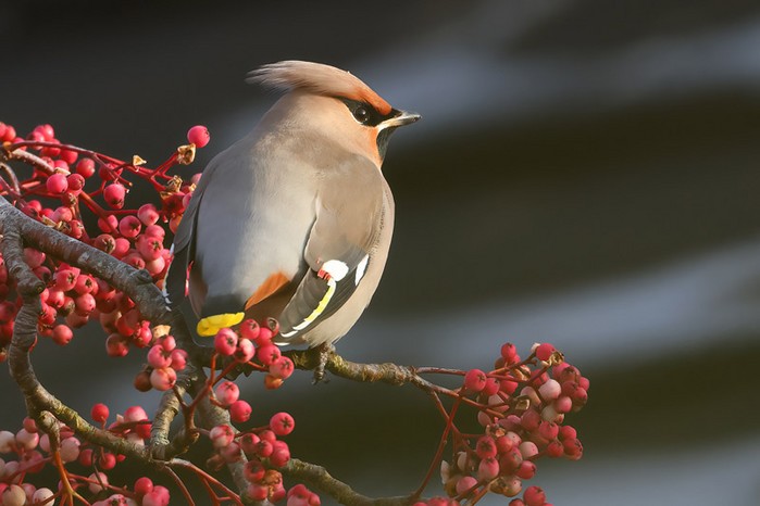 Waxwing