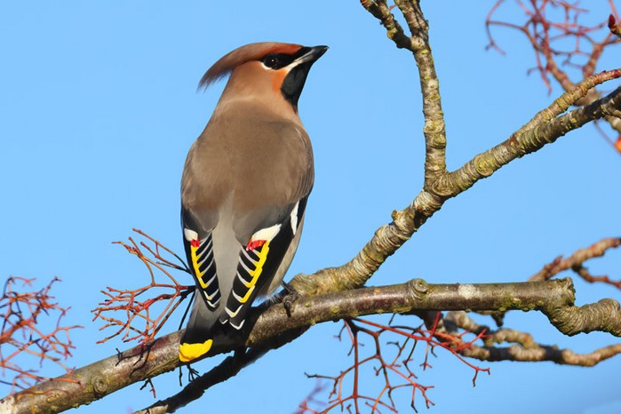 Waxwing