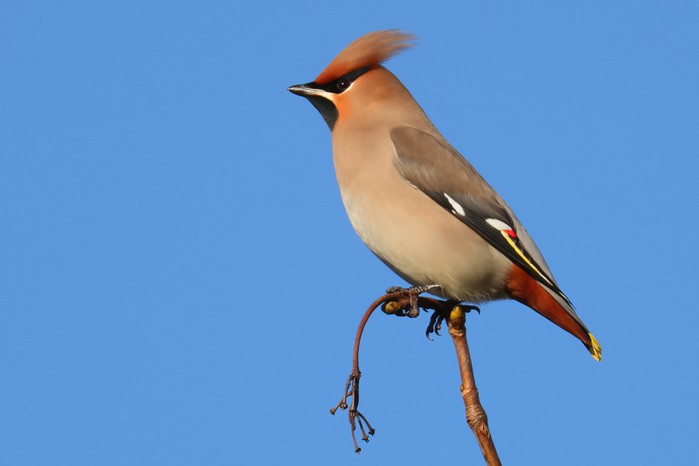 Waxwing