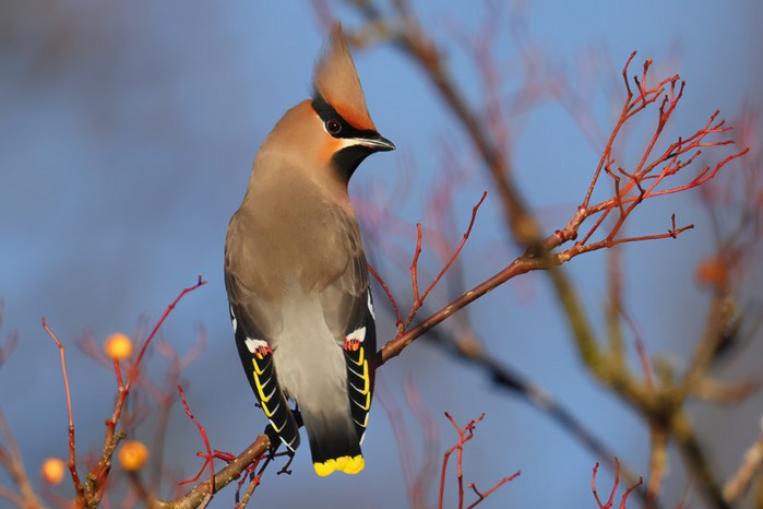 Waxwing