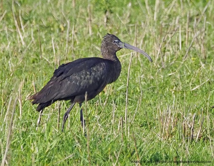 Glossy Ibis